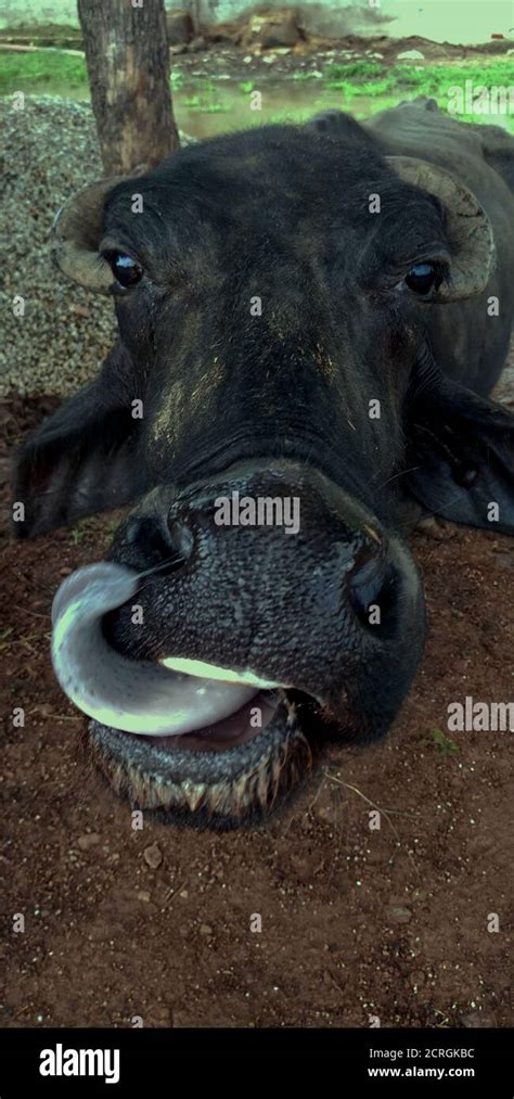 Funny buffalo chewing grass isolate face for agriculture animal ...