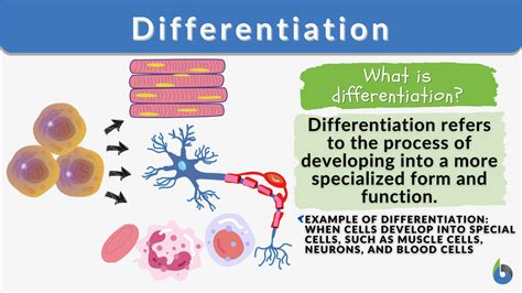 Differentiation - Definition and Examples - Biology Online Dictionary