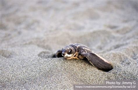 Leatherback Sea Turtle - Description, Habitat, Image, Diet, and Interesting Facts