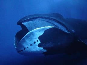 Bowhead Whales On Love - Nancy Windheart | Animal Communication and Reiki for All Species