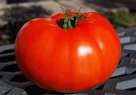 Beefsteak tomato 🍅 🌱 Uncover the secrets to growing this hearty slicer variety