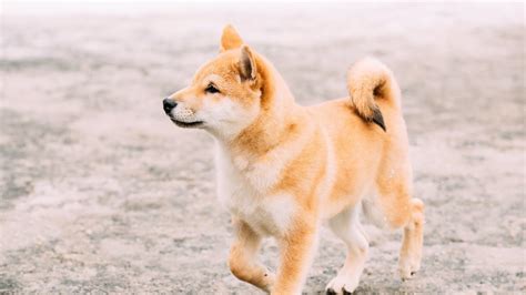 How to Train a Shiba Inu: 8 Shiba Inu Training Tips - 2024 - MasterClass