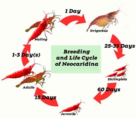 Breeding and Life Cycle of Red Cherry shrimp - Shrimp and Snail Breeder Pet Shrimp, Baby Shrimp ...