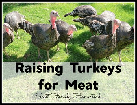 Raising Turkeys for Meat