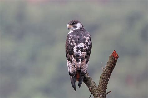 Augur Buzzard | BirdPhotos.com