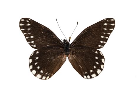 New butterfly named for pioneering 17th-century entomologist Maria Sibylla Merian – Research News