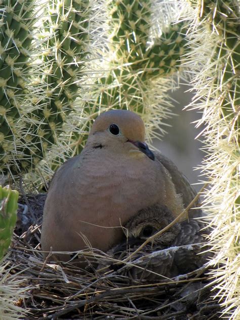 Desert Colors: The Nest