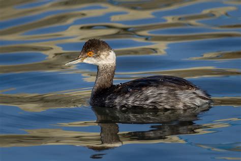 Red necked grebe – A guide to Irelands protected habitats & species