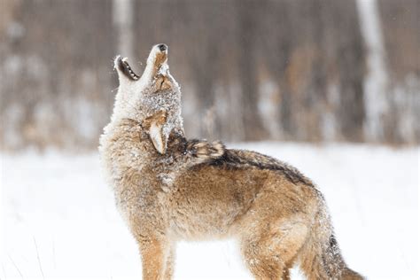 What Coyote's Sound Like & What Different Sounds Mean