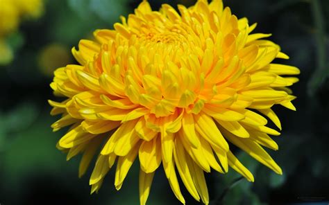 Yellow Chrysanthemum wallpaper | 1920x1200 | #23750