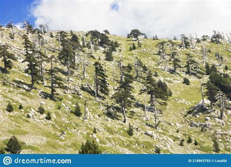 Pollino stock image. Image of apennines, national, area - 218863793 | National parks, Basilicata ...