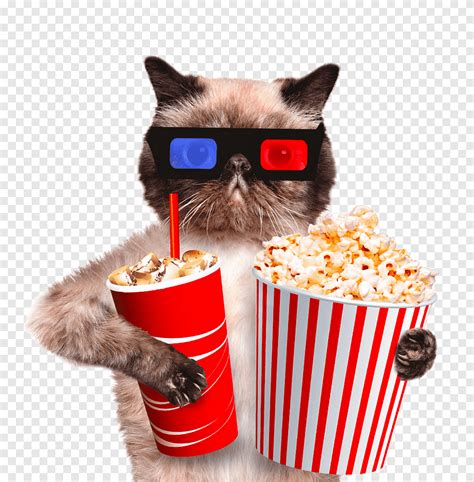 Free download | Cat holding popcorn and drinks, Cat Kitten Dog Veterinarian Pet, Coffee Cat ...