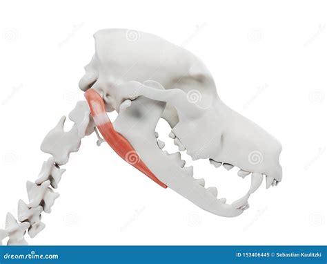 Digastric stock illustration. Illustration of foundation - 153406445