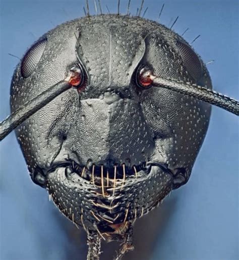 This is an Ants face close up. : r/mildyinteresting