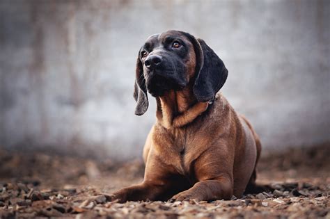 Bloodhound Lab Mix: A Detailed Guide - Dogsintl