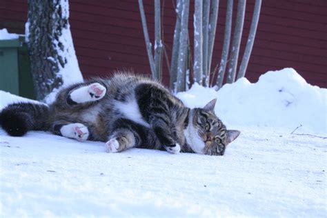 20 Cats That Appreciate Snow