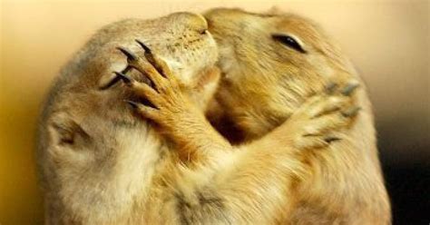 22 Adorable Animal Kisses (PICTURES)