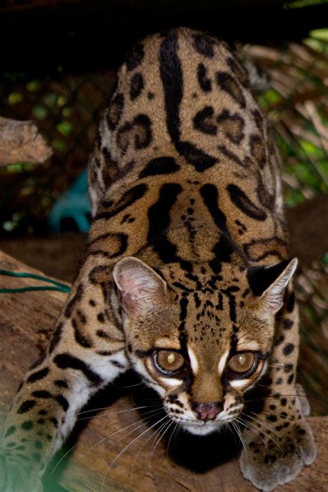 138 best *** OCELOT + MARGAY *** images on Pinterest | Ocelot, Big cats and Animal kingdom