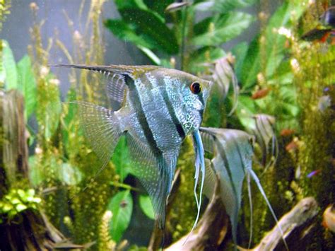 File:Freshwater angelfish biodome.jpg - Wikipedia