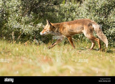 Red fox hunting Stock Photo - Alamy