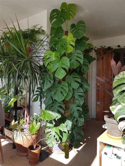 This beautiful monstera deliciosa! | Hanging plants indoor, Large indoor plants, Plants