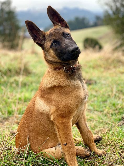 Belgas Malinois / Pastor Belga Malinois Temperamento Es Agresivo Perrosexpertos