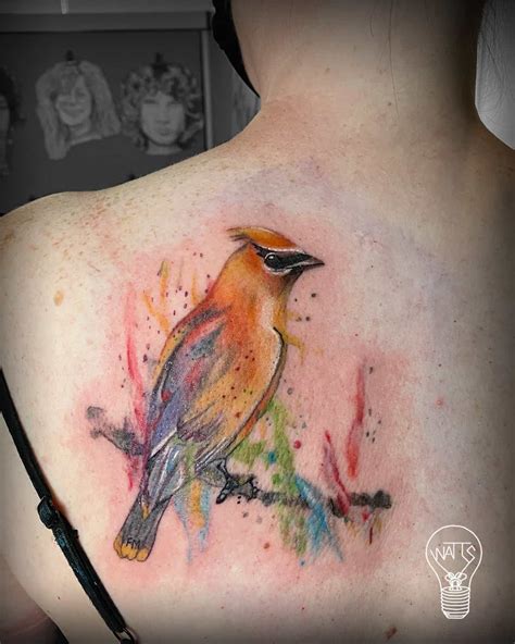 Taylor Watts cedar waxwing bird back tattoo | Green Fox Tattoo