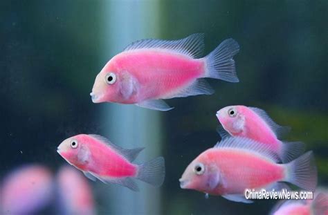 Two types of fluorescent pink fish developed in Taiwan through gene transfer, including these ...