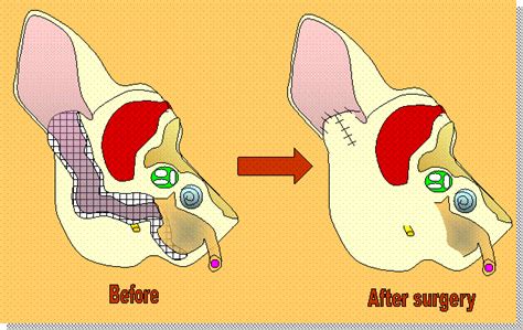 Can Dogs Still Hear After Having An Ear Ablation