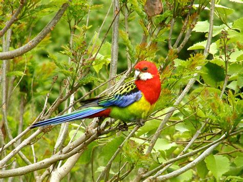 New Zealand’s favourite bird | Te Papa's Blog