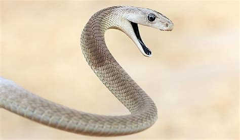 Drug Discovery in Snake Venom | Scientist.com