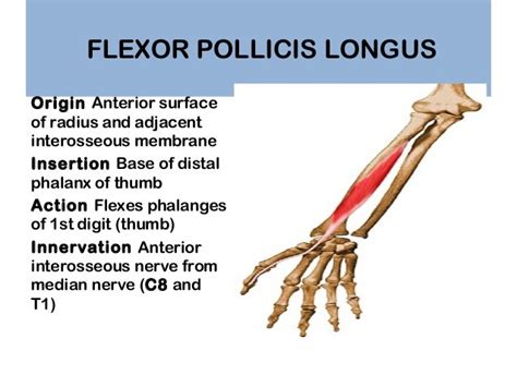 Thumb Muscle Anatomy - Anatomy Reading Source