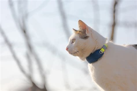 Unbewaffnet Widerruf Gehalt collier tractive angenehm Eid Appal