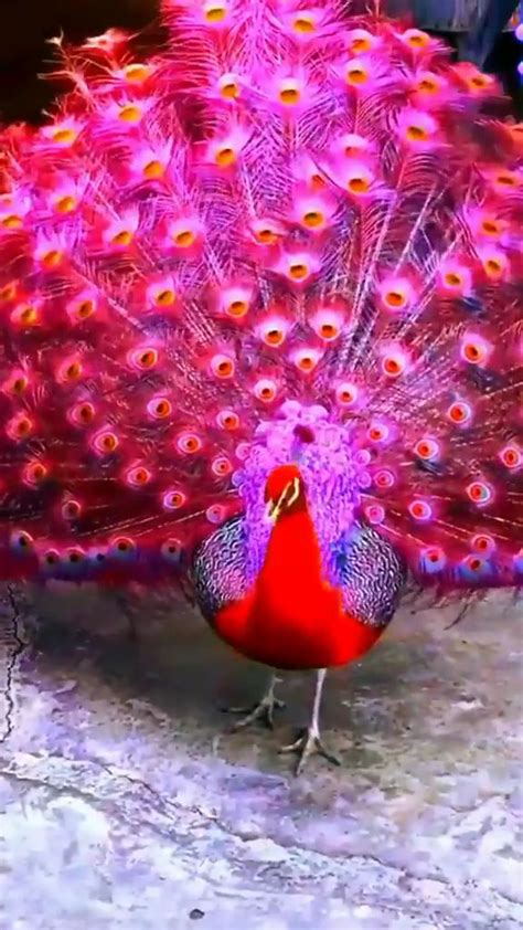 This Red Peacock is extremely beautiful! #video #love #beautiful # ...