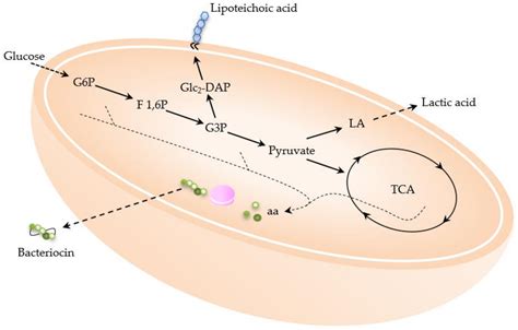 Fermentation | Free Full-Text | Multi-Product Lactic Acid Bacteria Fermentations: A Review