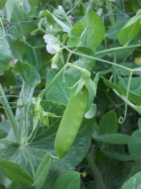 snow peas | Plant leaves, Plants, Leaves