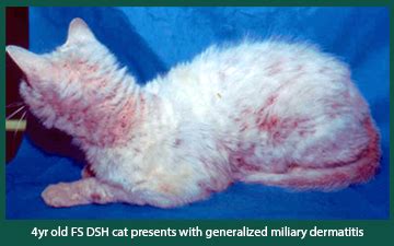 Disease Spotlight: Feline Miliary Dermatitis | Animal Dermatology Referral Clinic (ADRC)