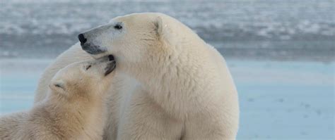 Polar Bear Migration Safari & Arctic Flying Experience | Arctic Kingdom