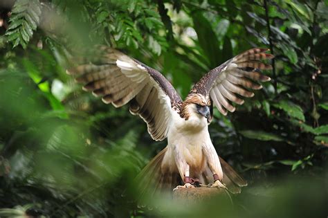 Philippine Eagle Photograph by Stanley Dumanig - Pixels