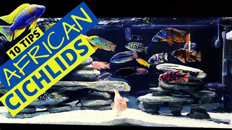 african cichlid tank temp - stacieintogo