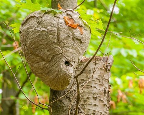 What You Should Know About Baldfaced Hornets | Freehold, NJ Patch