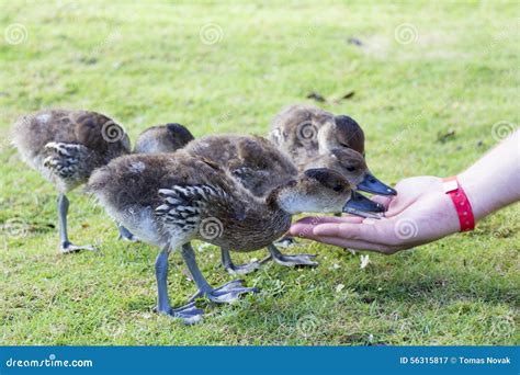 Feeding baby duck stock image. Image of activity, adorable - 56315817