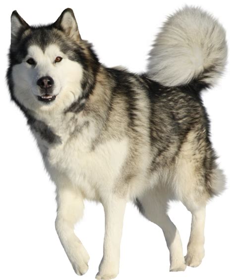 White Husky PNG Image - PNG All | PNG All