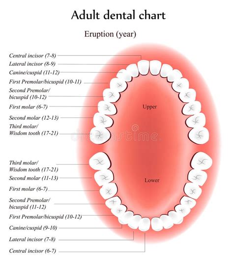 Pin on dental chart