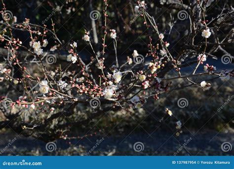 The Japanese plum blossom stock photo. Image of floral - 137987954