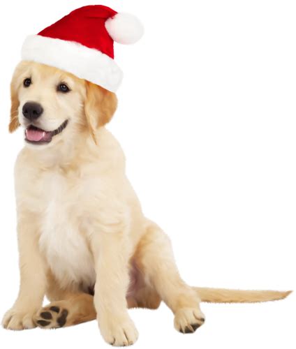 Adorable Dog with Santa Hat Clipart for Festive Fun