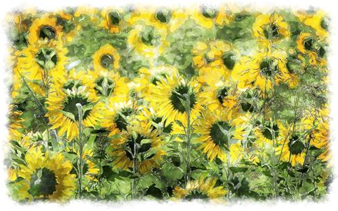 watercolor sunflower field | Watercolor sunflower, Sunflower fields ...