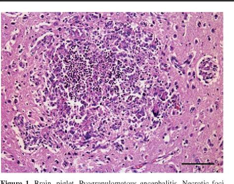 Figure 1 from Candida glabrata Septicemia in a Piglet | Semantic Scholar
