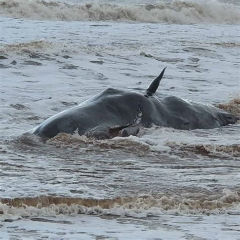 Sperm whale mass stranding, Yorkshire - British Divers Marine Life Rescue