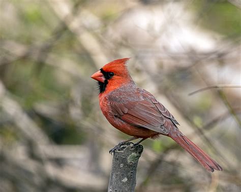 Northern Cardinal | Great Bird Pics